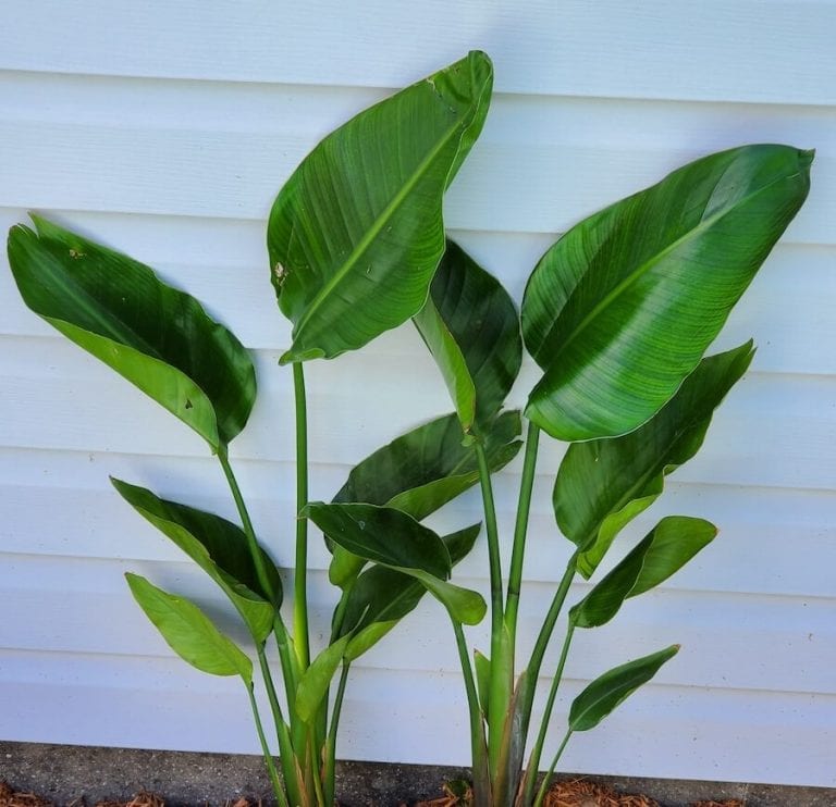 Young Bird of Paradise Plants