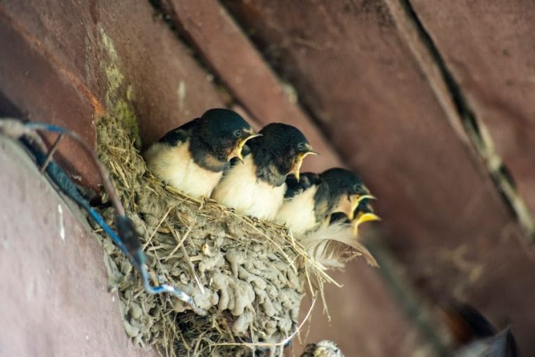 Birds in Garage