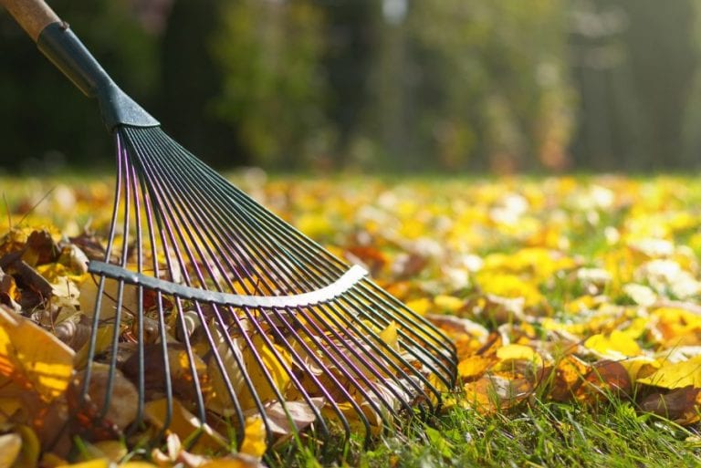 Fallen Leaves
