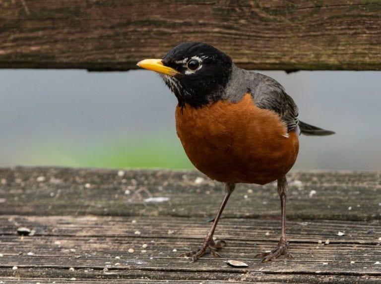 Bird and Poop on Deck