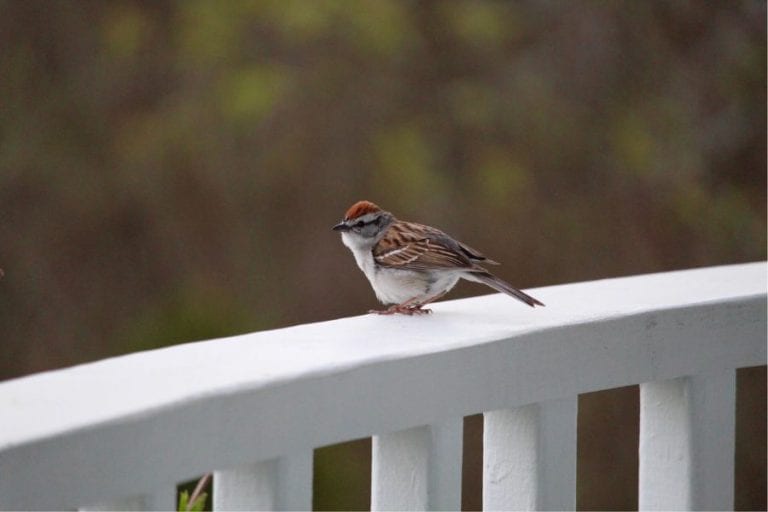 Bird on Porch