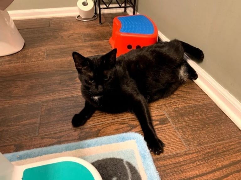 Cat in Bathroom