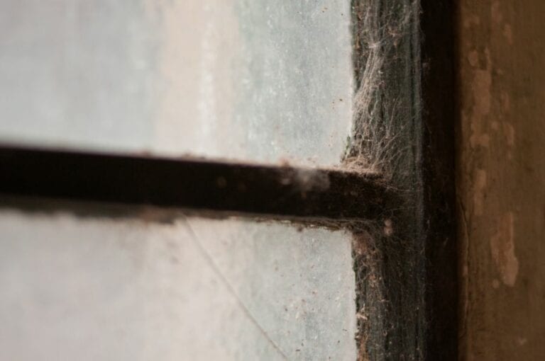 Spider Web on Old Window
