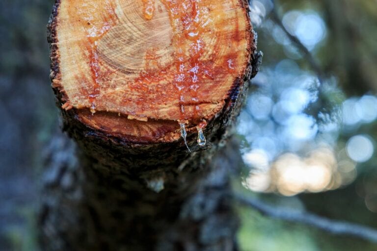 Tree Sap