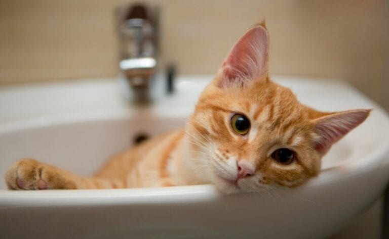 Cat in Sink