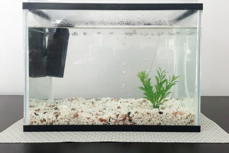 How to Clean Fish Tank Gravel (Without a Vacuum) Fish Tank with Gravel
