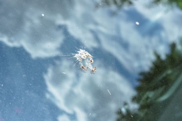 Bird Poop on Car