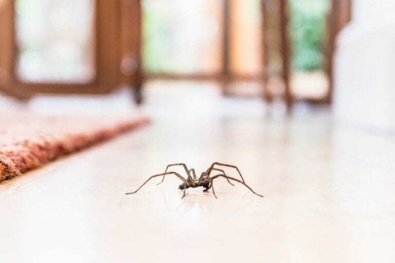 Spider Inside House