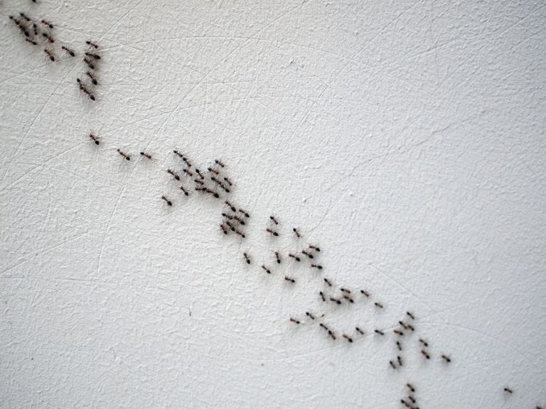 Ants Inside House