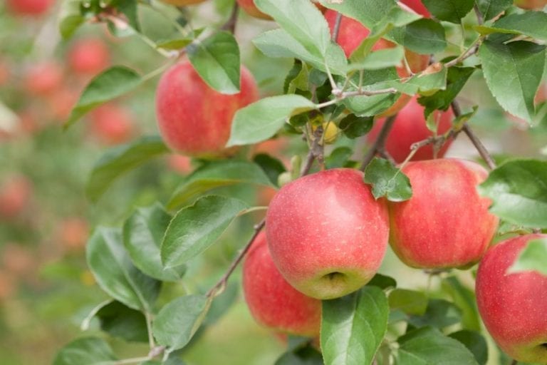 Apple Tree