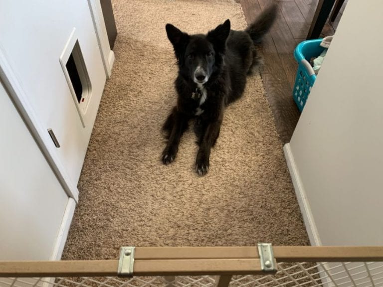 Dog Behind Baby Gate