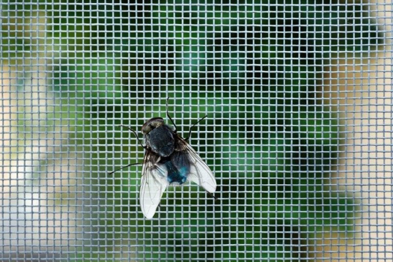 Fly