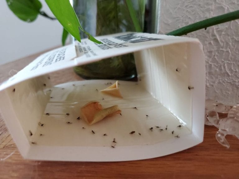 Gnats in Sticky Trap