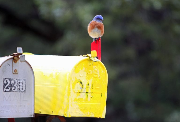 Blue Bird Sitting on Yellow Mail Box