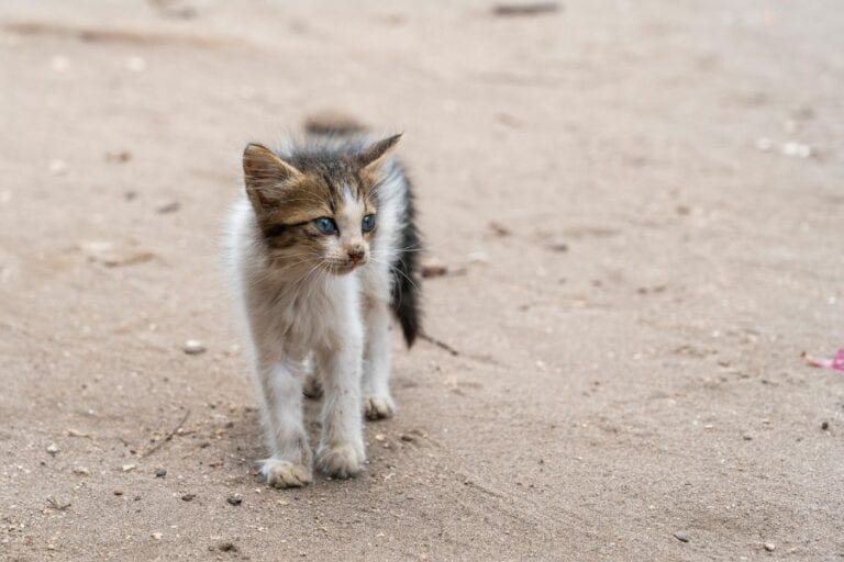 Stray Cat