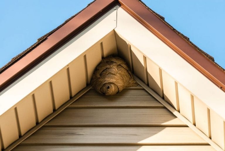 Wasp Nest