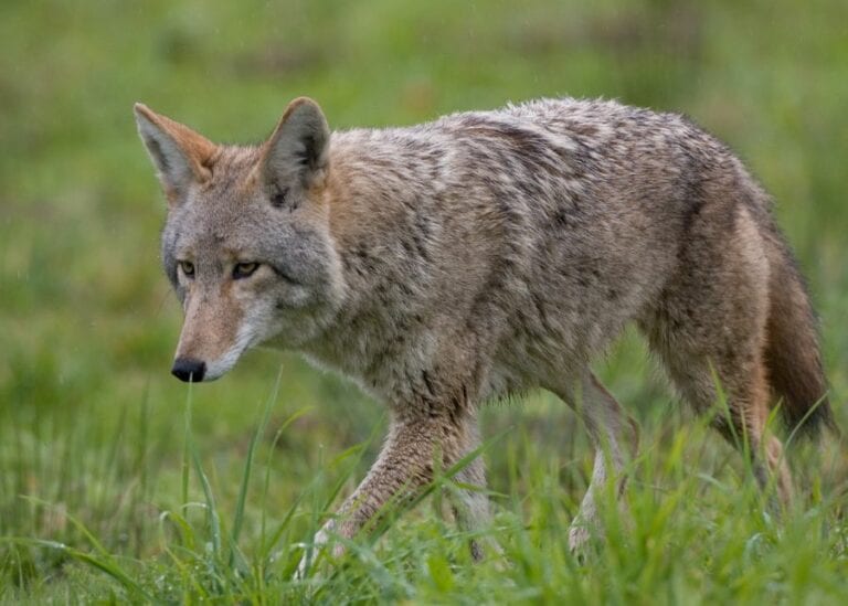 Coyote