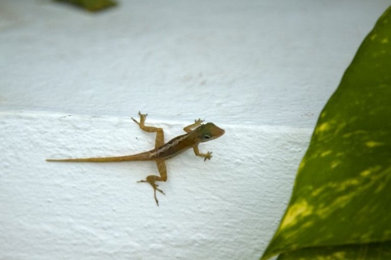 Lizard on Porch