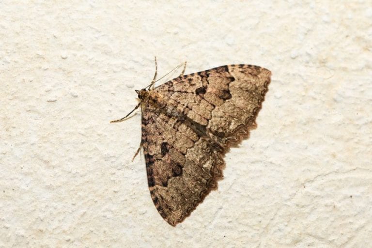 Moth on Wall