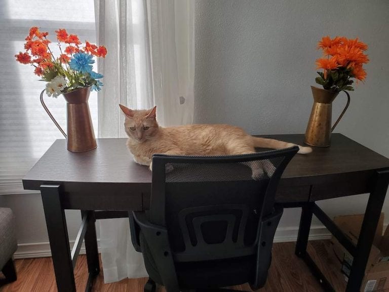 Cat laying on a desk next to decorative flowers