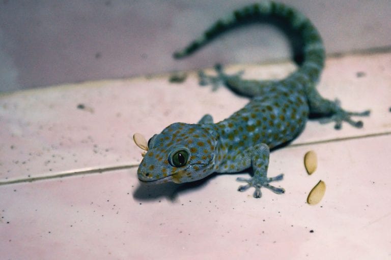 Gecko