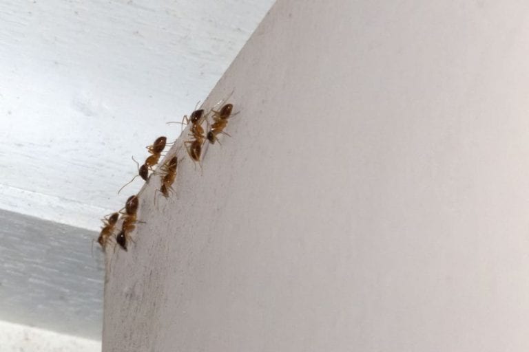 Ants Indoors