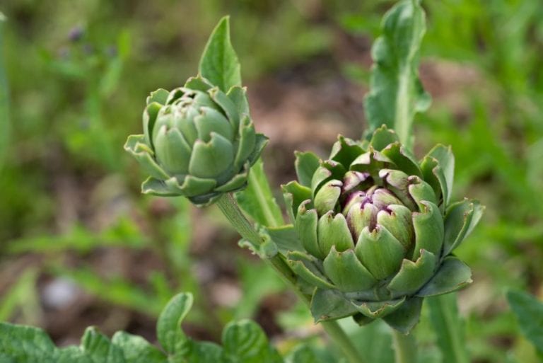 Artichoke Leaves
