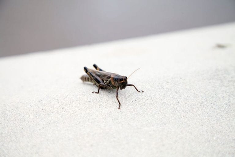 Cricket in House