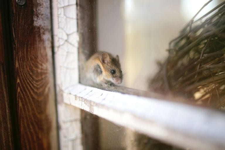 Mouse in Garage