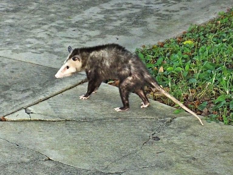 Possum Outside of Garage