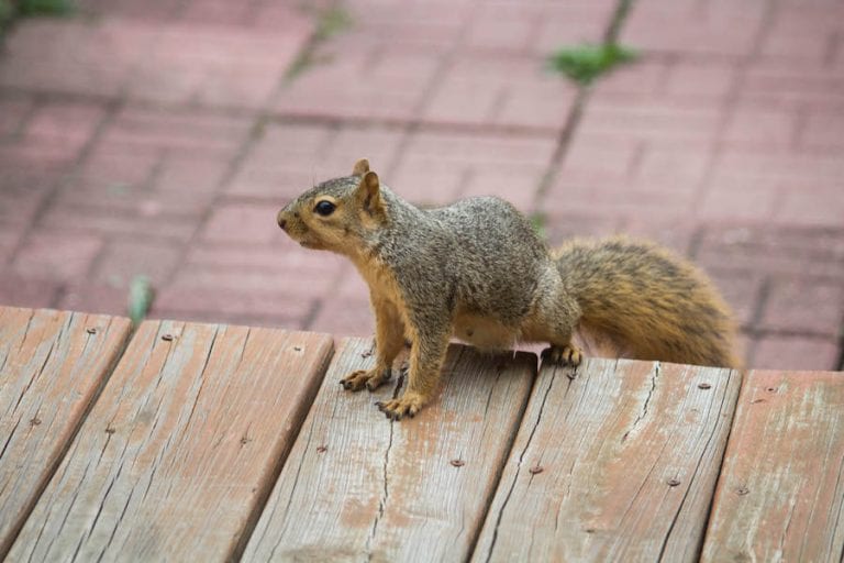 Squirrel on Deck