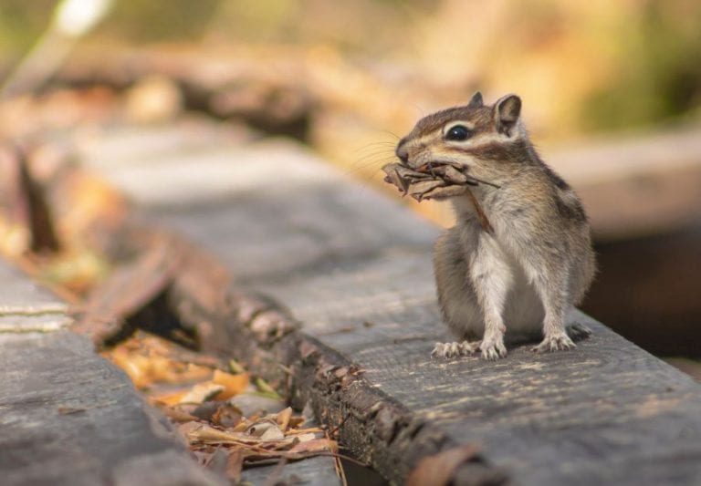 Chipmunk