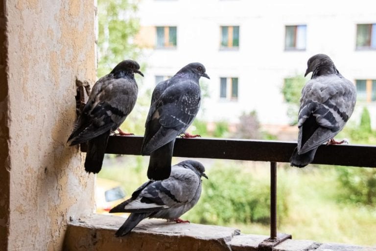 Pigeons on Balcony