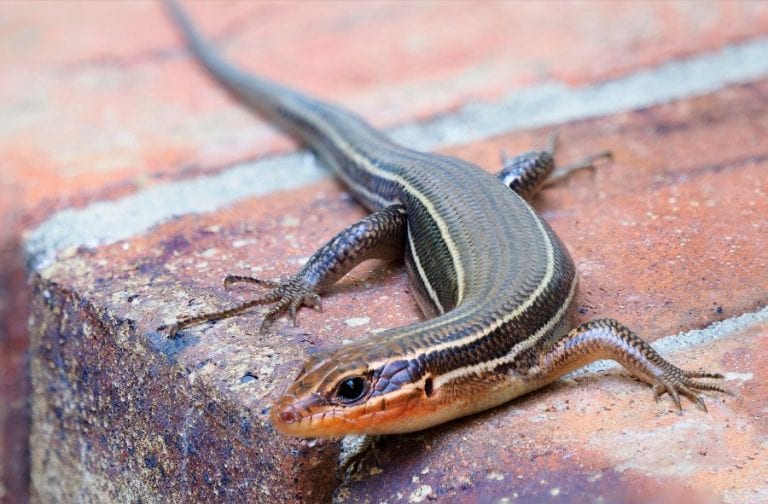 Skink on Brick Step