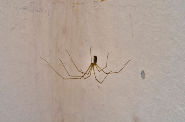 Spider in Basement