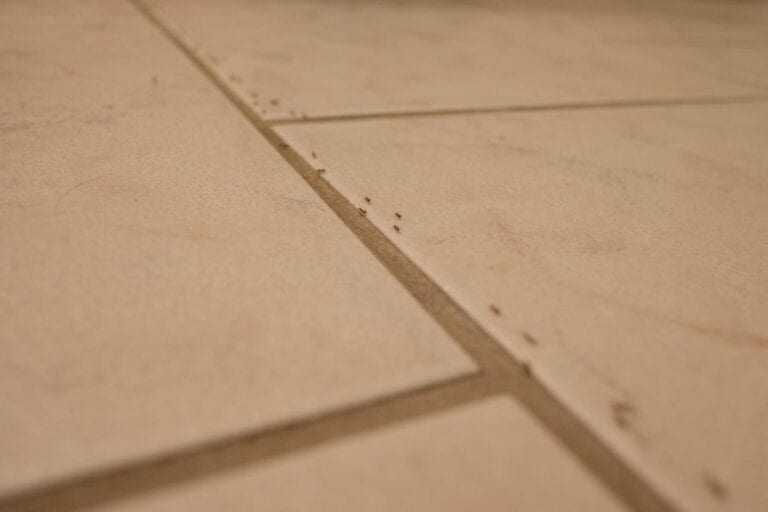 Ants on Tile Flooring