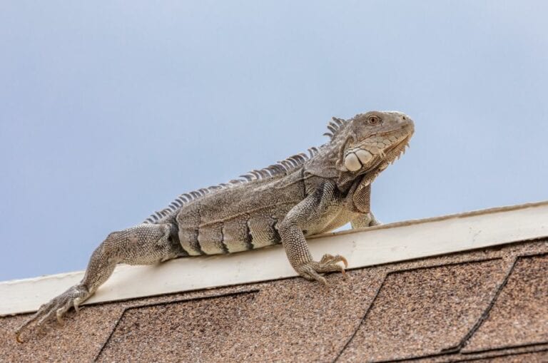 How To Get Rid Of Iguanas On Roof