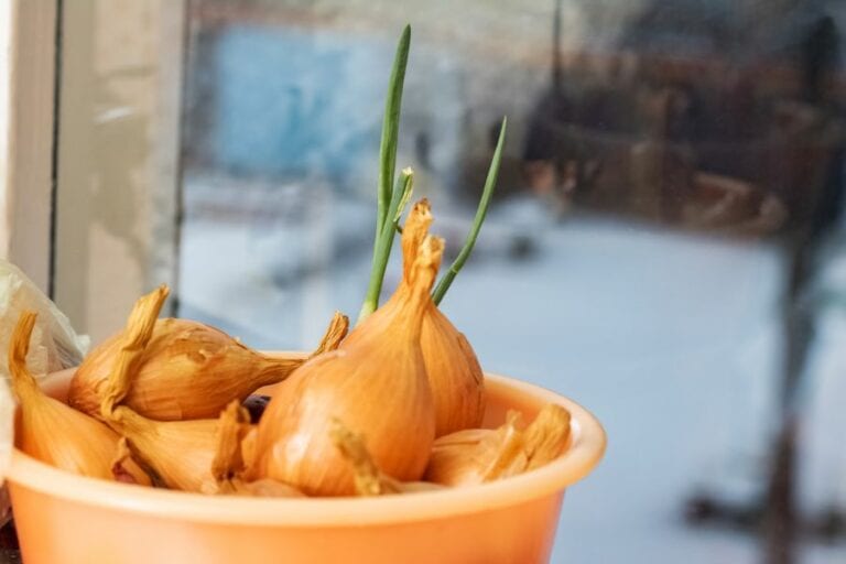 Sprouted Onions