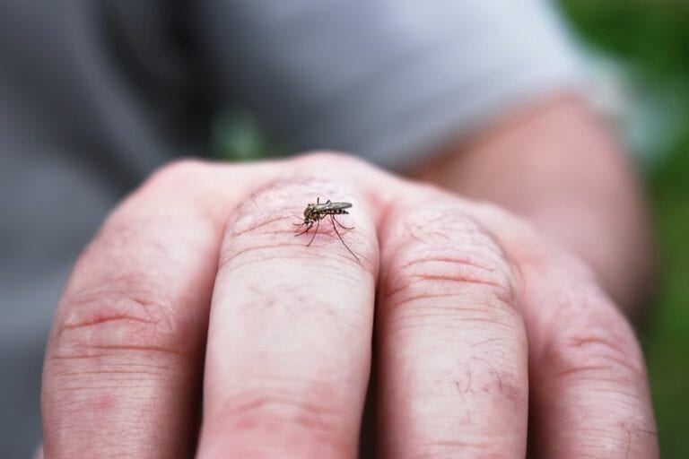 Mosquito on Hand