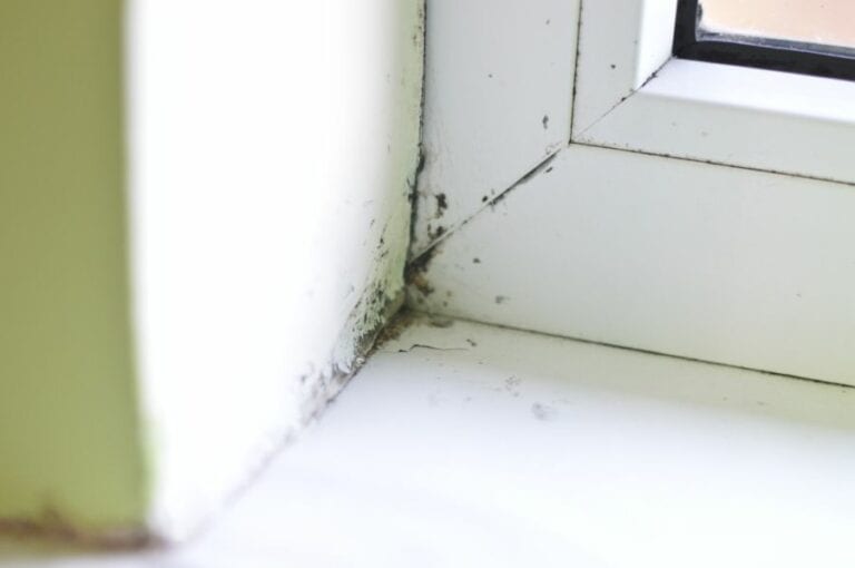 Black Mold on a Wet Window