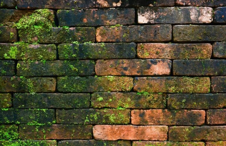 Moss on Old Brick Wall