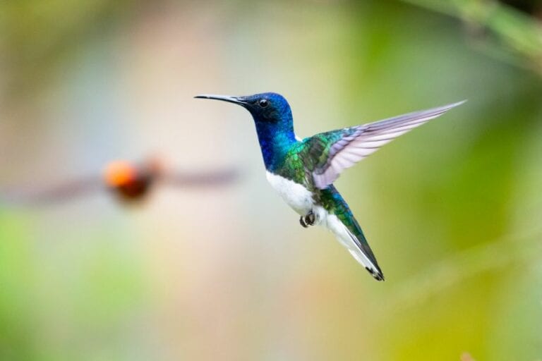 White-Necked Jacobin Hummingbird Hovering in the Air