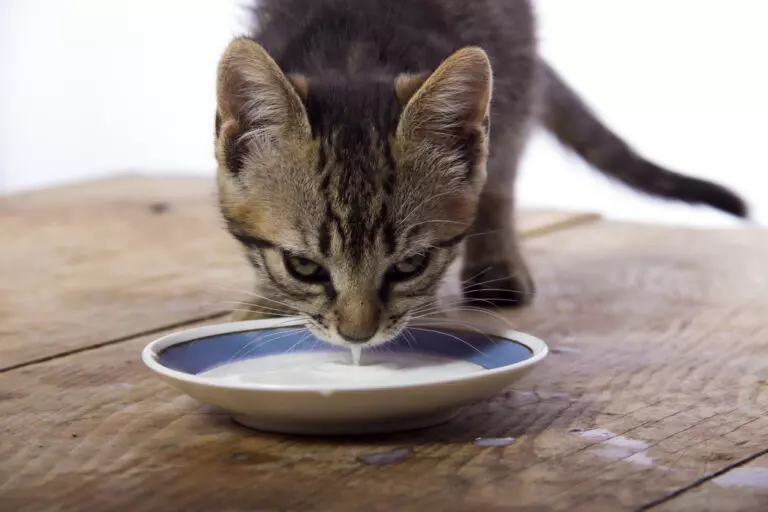 Cat Drinking Milk Out of Shallow Bowl