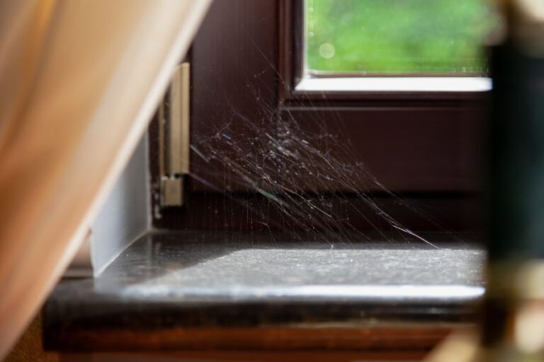 Spider Web Near Window
