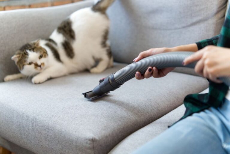Vacuum Near a Cat