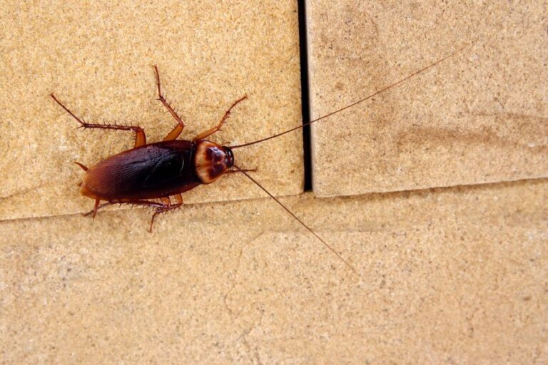 Cockroach in Kitchen