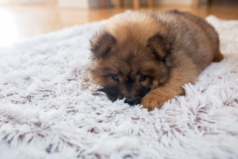 Puppy Laying on Fluffy Rug