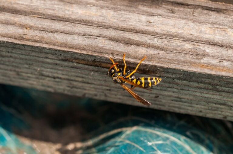 Wasp on Wood