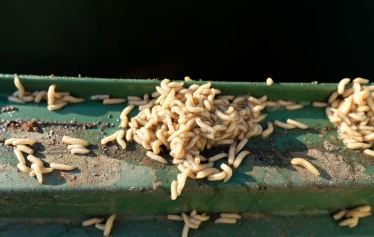 Closeup of Maggots Swarming Garbage Bin