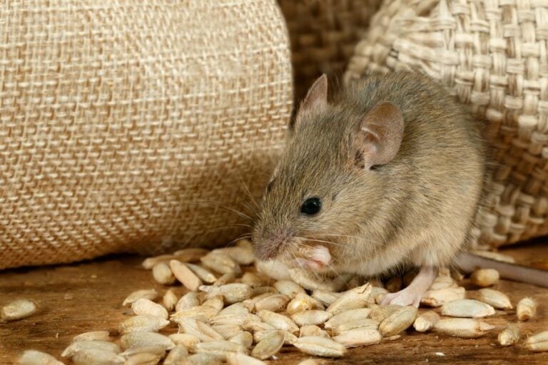 Closeup of Mouse Eating Grain Near Burlap Bags